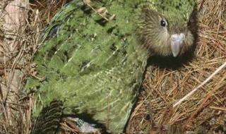 十大灭绝的恐怖生物